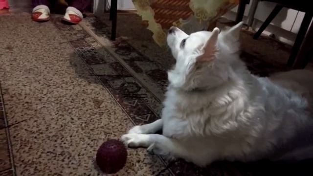 Любимая полка шпица