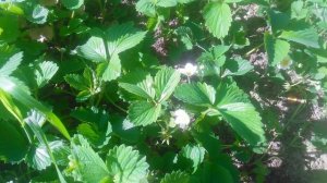 VID_20250427_160351.mp4