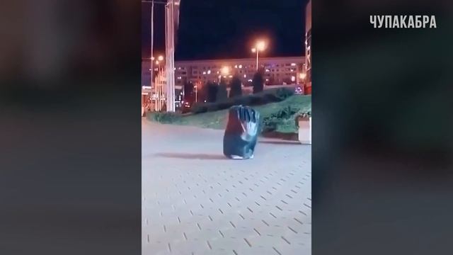 ПОДБОРКА ПРИКОЛОВ | самые лучшие приколы 2020 coub смотреть онлайн