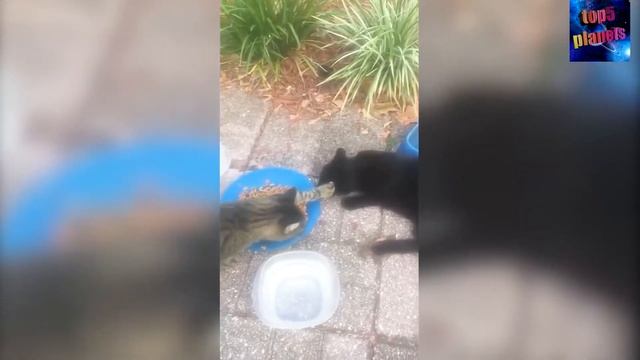 КОШКИ 2020 Смешные Кошки Приколы Кошками и котами Funny Cats 2020 смотреть онлайн