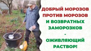 Живительный раствор Фитоспорин + Гуми от заморозков и после них. Добрый Владимир Морозов.