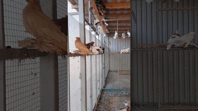 узбекский голуби смотреть онлайн