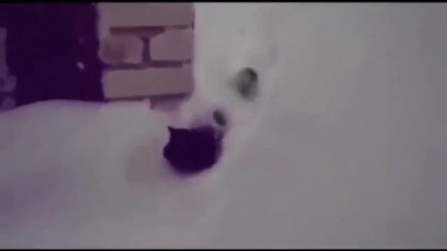Смотреть смешные видео про кошек смотреть онлайн