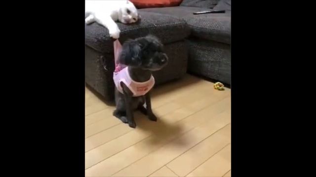 Animals ha ha ha / ПРИКОЛЫ С КОТАМИ И ДРУГИМИ ЖИВОТНЫМИ смотреть онлайн