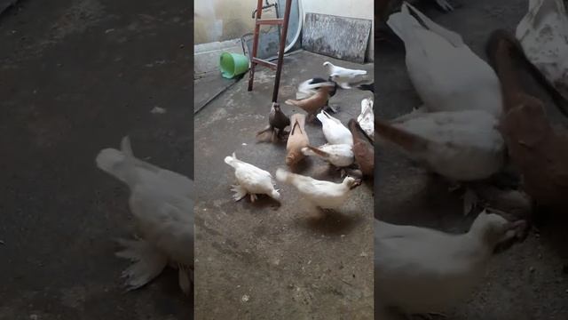 Голуби Самарканда Меролиев Сайфи