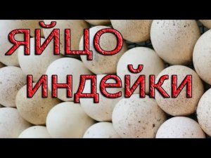 Яйцо ИНДЕЙКИ для инкубации. ГДЕ купить инкубационное яйцо?