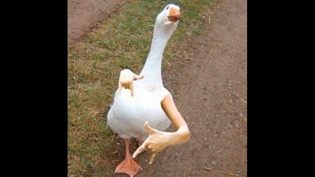 ГУСИ смеются 1 час! смотреть онлайн