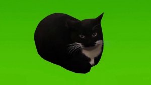 Maxwell the cat is dancing green screen mem Максвелл кот танцует на зелёном фоне мем