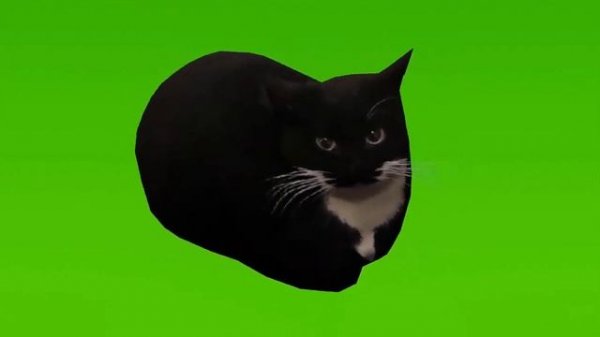 Maxwell the cat is dancing green screen mem Максвелл кот танцует на зелёном фоне мем