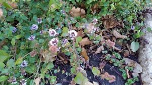 КОЛИБРИ бабочка в ГОРЯЧЕМ КЛЮЧЕ. Краснодарский край.