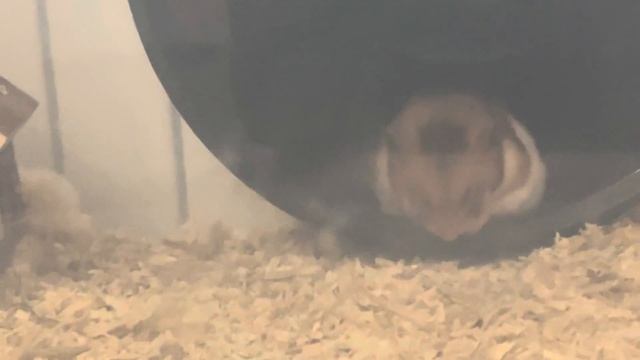 Очень смешной Хомяк спит в колесе смотреть онлайн