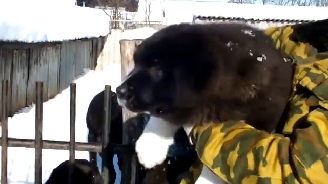 кобель алабая 3 мес продажа 8-927-813-79-57 вацап вайбер смотреть онлайн