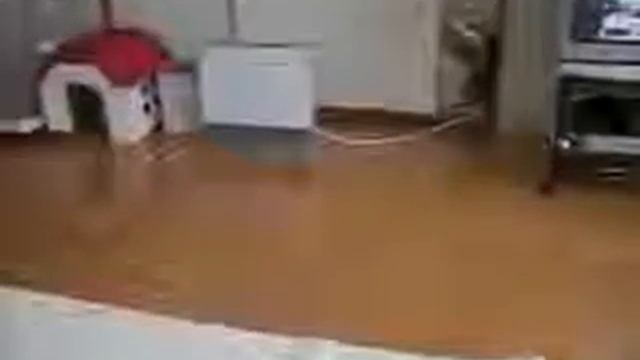 Веселые коты! Убойные приколы! смотреть онлайн