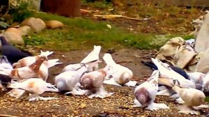 Голуби КАЗАХСТАНА.  2015 сентябрь . Поздняя молодежь.