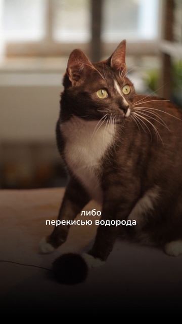 Секреты идеального маникюра для питомца 🐾💅🏻 смотреть онлайн