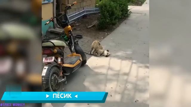 ОТБОРНЫЕ ПРИКОЛЫ | ЛУЧШИЕ РУССКИЕ ШУТКИ |БОЛЬШАЯ ПОДБОРКА ВАЙНОВ | 2019 год смотреть онлайн
