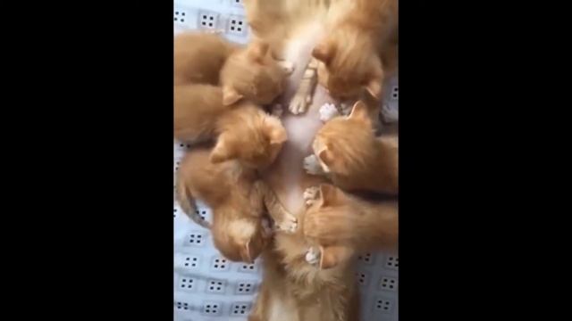 ПРИКОЛЫ С КОТАМИ - Смешные коты и кошки 2019 | 7.3 смотреть онлайн