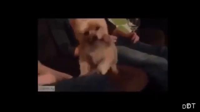 Смешное видео про животных 19 смотреть онлайн