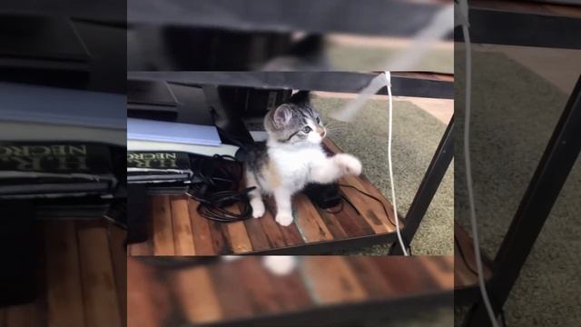 КОШКИ 2022 Смешные Кошки Приколы Кошками и котами Funny Cats 2022#Shorts смотреть онлайн