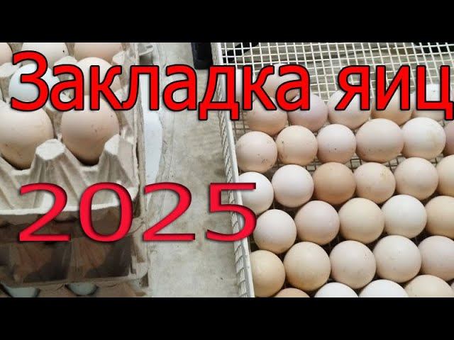 Первая закладка яиц на инкубацию 2025