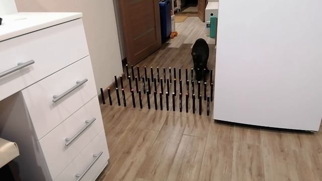 ПРИКОЛЫ С КОШКАМИ И КОТАМИ Смешные Кошки 2022 Funny Cats смотреть онлайн