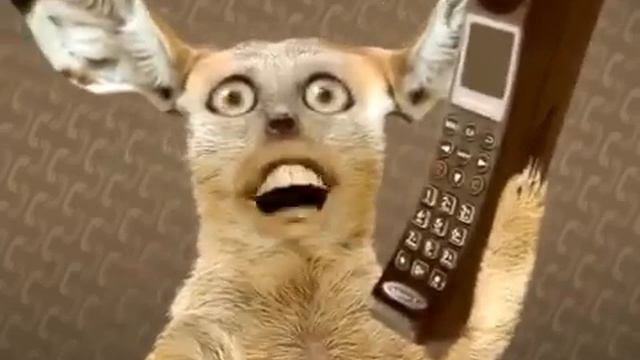 прикол с поющими котам смотреть онлайн