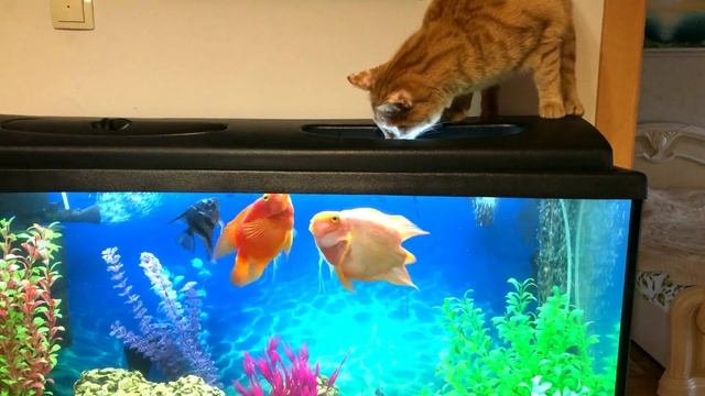 ЛЮБИМОЕ МЕСТО Барса это АКВАРИУМ. Лежанка для котиков в комментариях смотреть онлайн