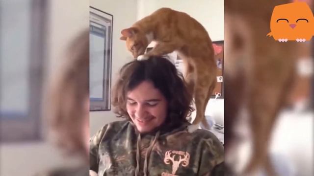 Приколы с котами и смешная ОЗВУЧКА – Попробуй не засмеяться - Приколы 2018 от PSO смотреть онлайн