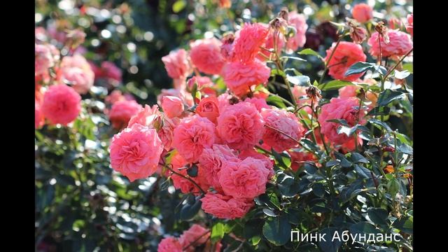 Краткий обзор розы  Пинк Абунданс (Флорибунда) - Pink Abundan