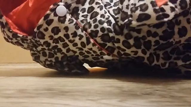 Распаковка одежды для собак с ALIEXPRESS смотреть онлайн