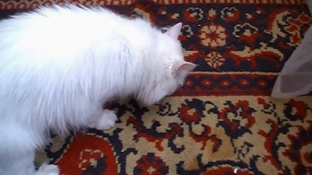 №139. 30.04.2021г. 08:19. Сима просит мяса.  08:21. Сима поела и прыгает на подоконник.