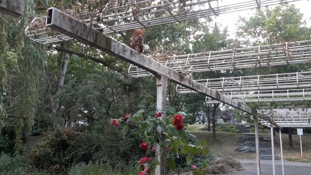 Берлин мужики бухают а Белочка пришла смотреть онлайн
