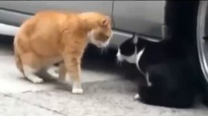 Кошки разговаривают. Забавные кошки. Кошки мяукают. Приколы с кошками 2015