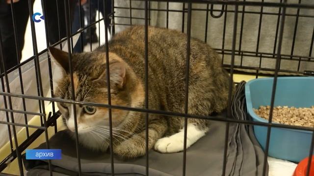 Жителей Петрозаводска приглашают на выставку-раздачу кошек из приюта «Тёплые коты» смотреть онлайн
