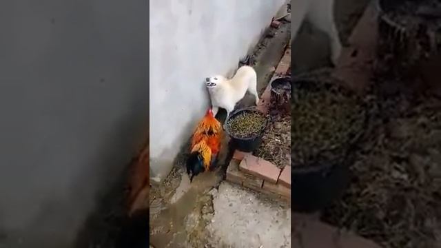 Когда собака боится петуха смотреть онлайн