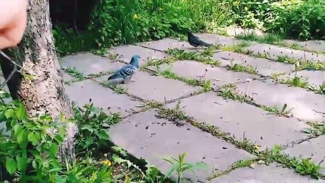 Голубь, воробушек... / может травки пожевать? / мемы, приколы, юмор, поржать, смех. смотреть онлайн