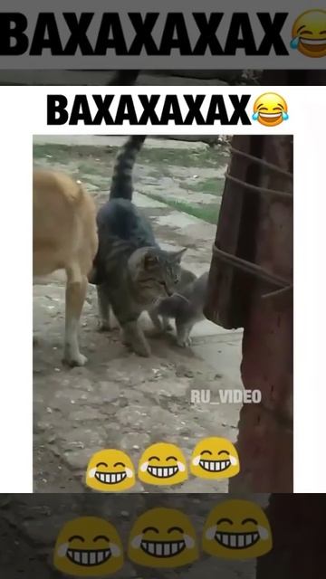 Наглый собака прикол