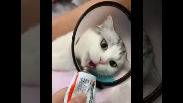 Самые смешные кошки 😹 - Не пытайтесь сдерживать смех 😂 - Забавная Кошачья жизнь смотреть онлайн