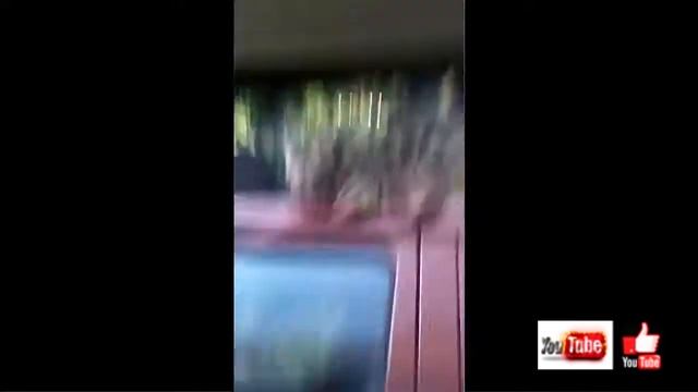 Приколы с котами! Смешные кошки и коты 2017! Подборка интересных видео и приколов! #4 смотреть онлайн