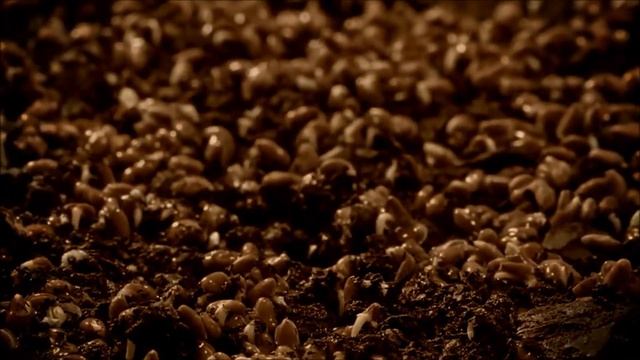 Алексей Никишин — Так же как дерево, на месте стою смотреть онлайн