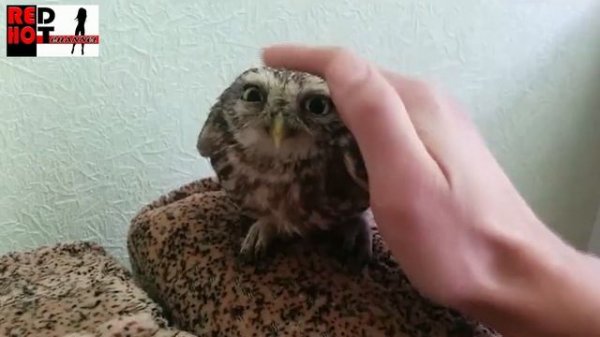 Смешные и милые совы