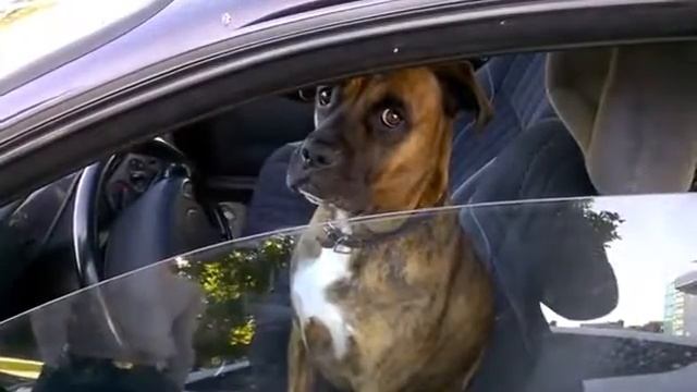 Неадекватный водитель/Inadequate driver смотреть онлайн