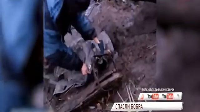 ВИДЕО: Рыбинские спасатели пришли на помощь бобру смотреть онлайн