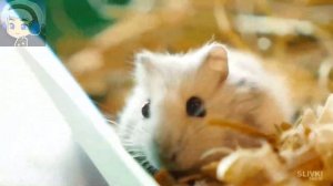 SlivkiShow RYTP | Морозка