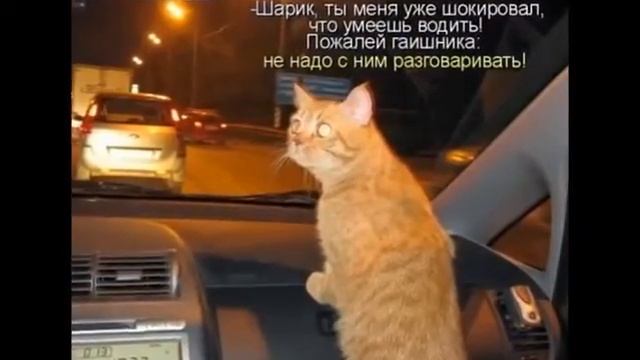 ЛУЧШИЕ ПРИКОЛЫ С КОТАМИ смотреть онлайн