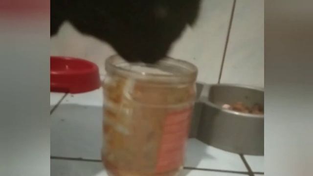 КОТ И СГУЩЕНКА! смотреть онлайн