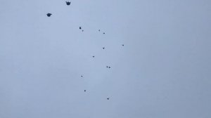 Чёрные Николаевские голуби Енакиево