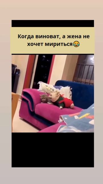 Когда виноват, а жена не хочет мириться😂 #мемы #известныемемы #shorts #шортс #приколы #шутки #юмо смотреть онлайн