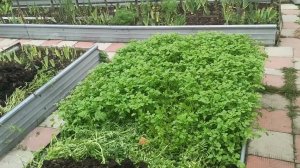 Какой сидерат лучше - фацелия или горчица.