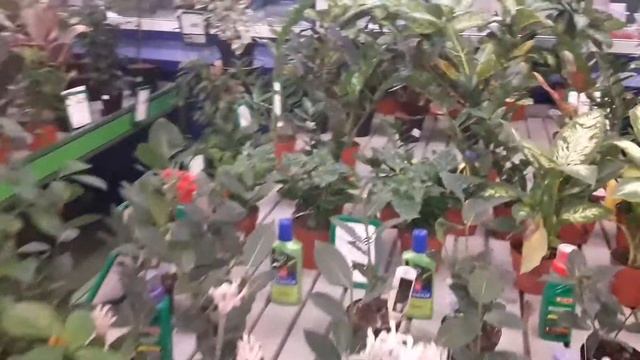 Обзор цветов Гадактика смотреть онлайн